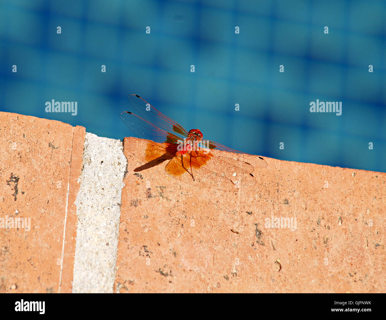Dragon-fly sul tetto vicino alla piscina Foto Stock