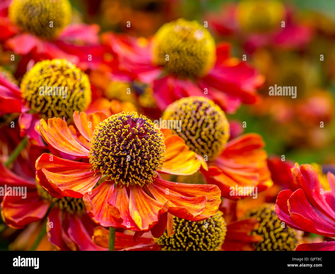 Mazzetto di Helenium autumnale fiori che crescono nel giardino Foto Stock
