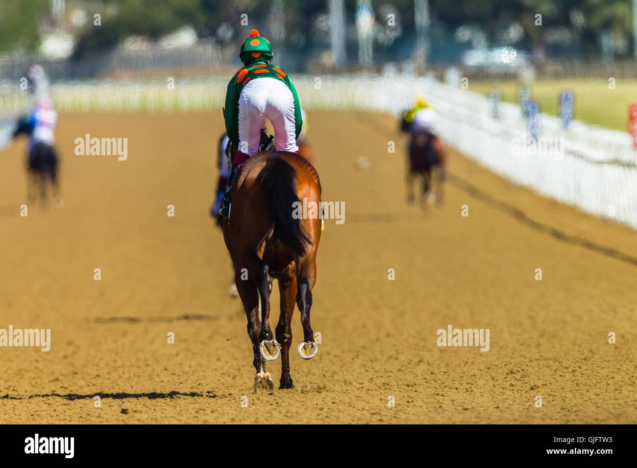 Corsa di cavalli jockey giù per cancelli di partenza sintetico su poli via Foto Stock