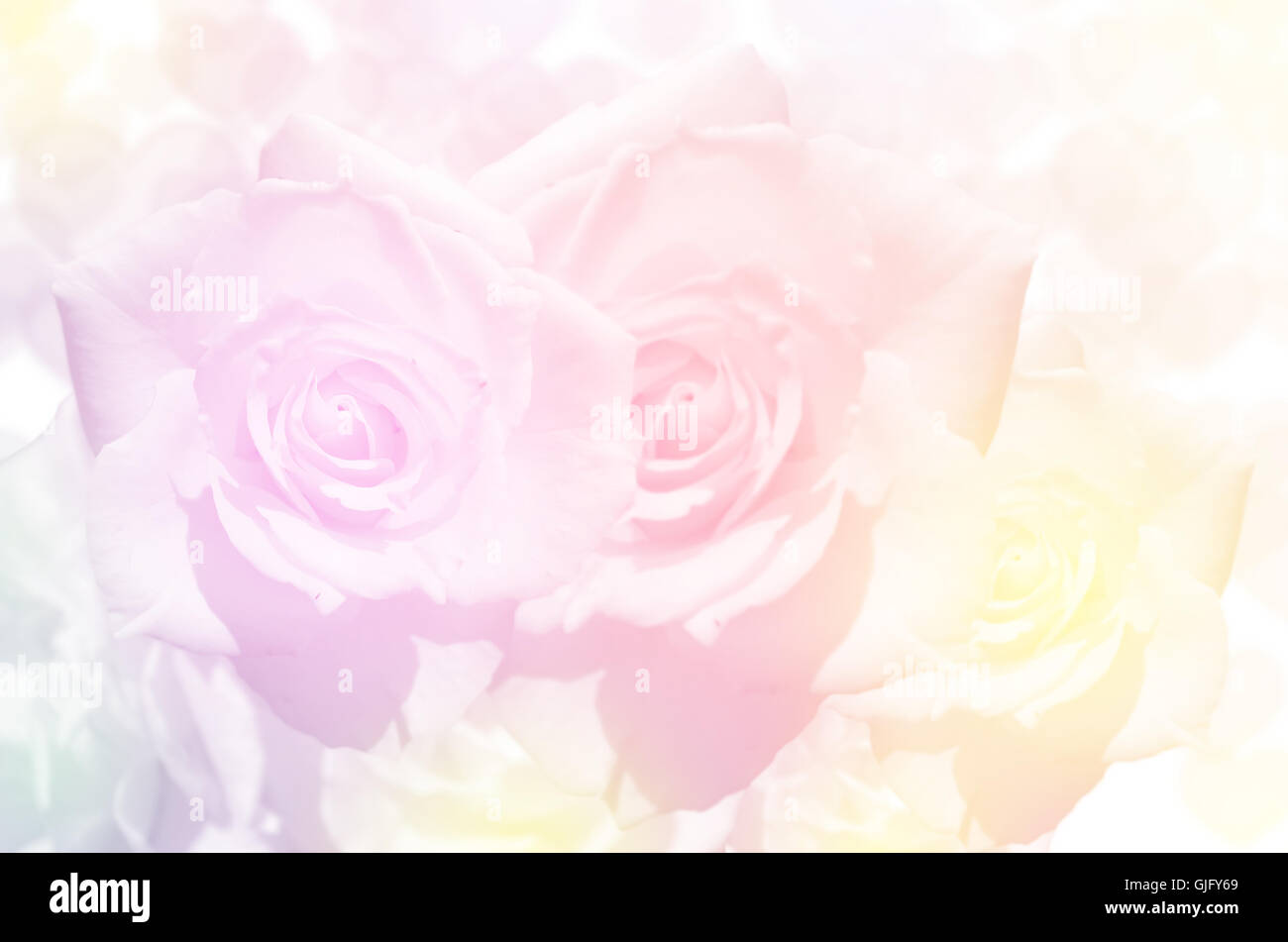 Bouquet di Rose con soft focus colore filtrata come sfondo. Foto Stock