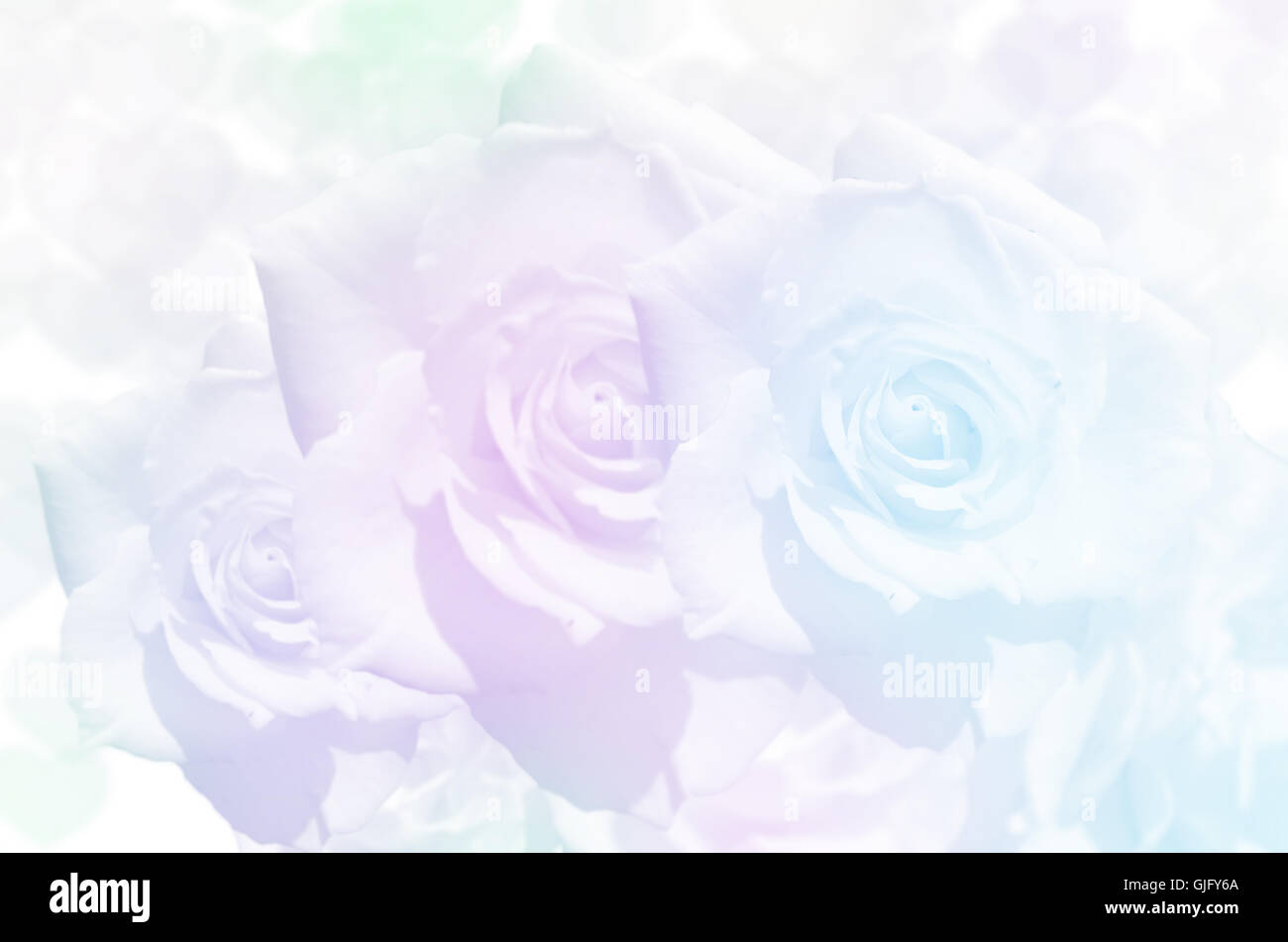 Bouquet di Rose con soft focus colore filtrata come sfondo. Foto Stock