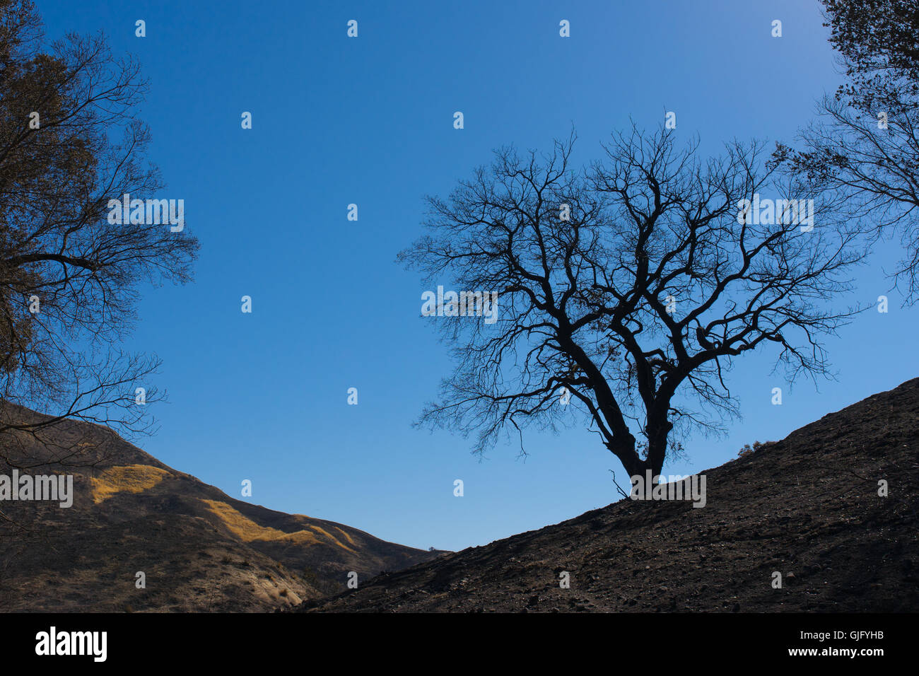 Silhouette di albero bruciato all'orizzonte sulle colline nella California meridionale. Foto Stock