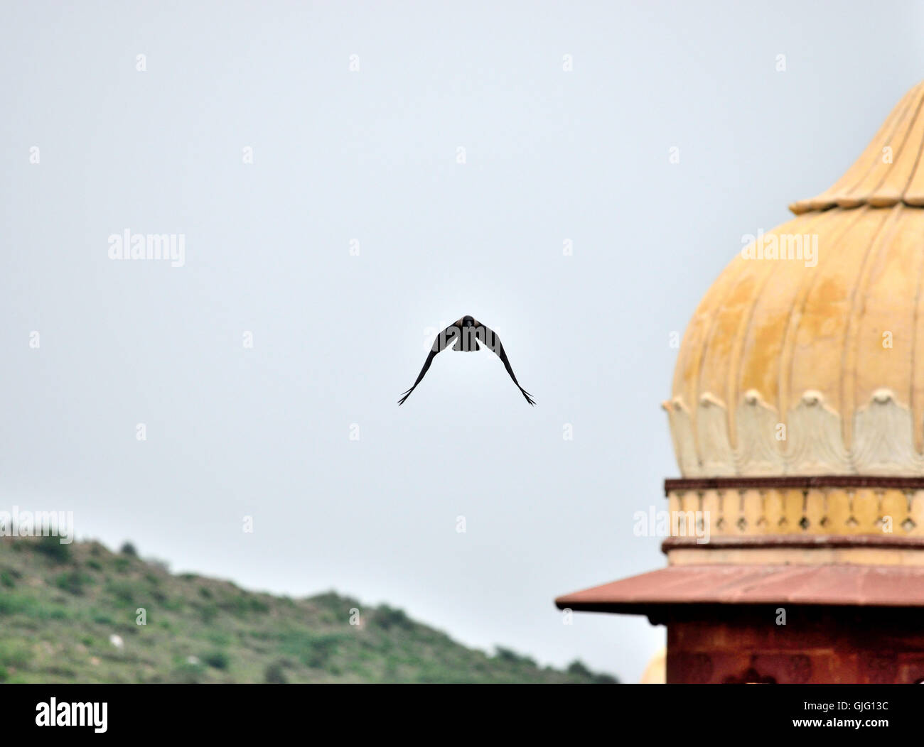 Un corvo catturati in volo con il Jaisamand Cenotaphs di Alwar Rajasthan India visibile in background Foto Stock