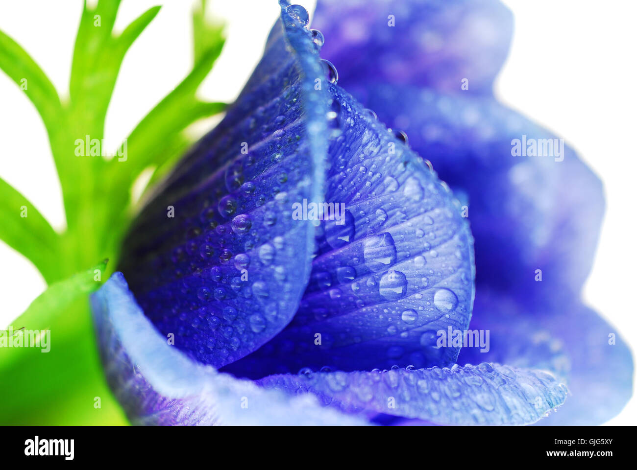 Bella blu beauteously Foto Stock