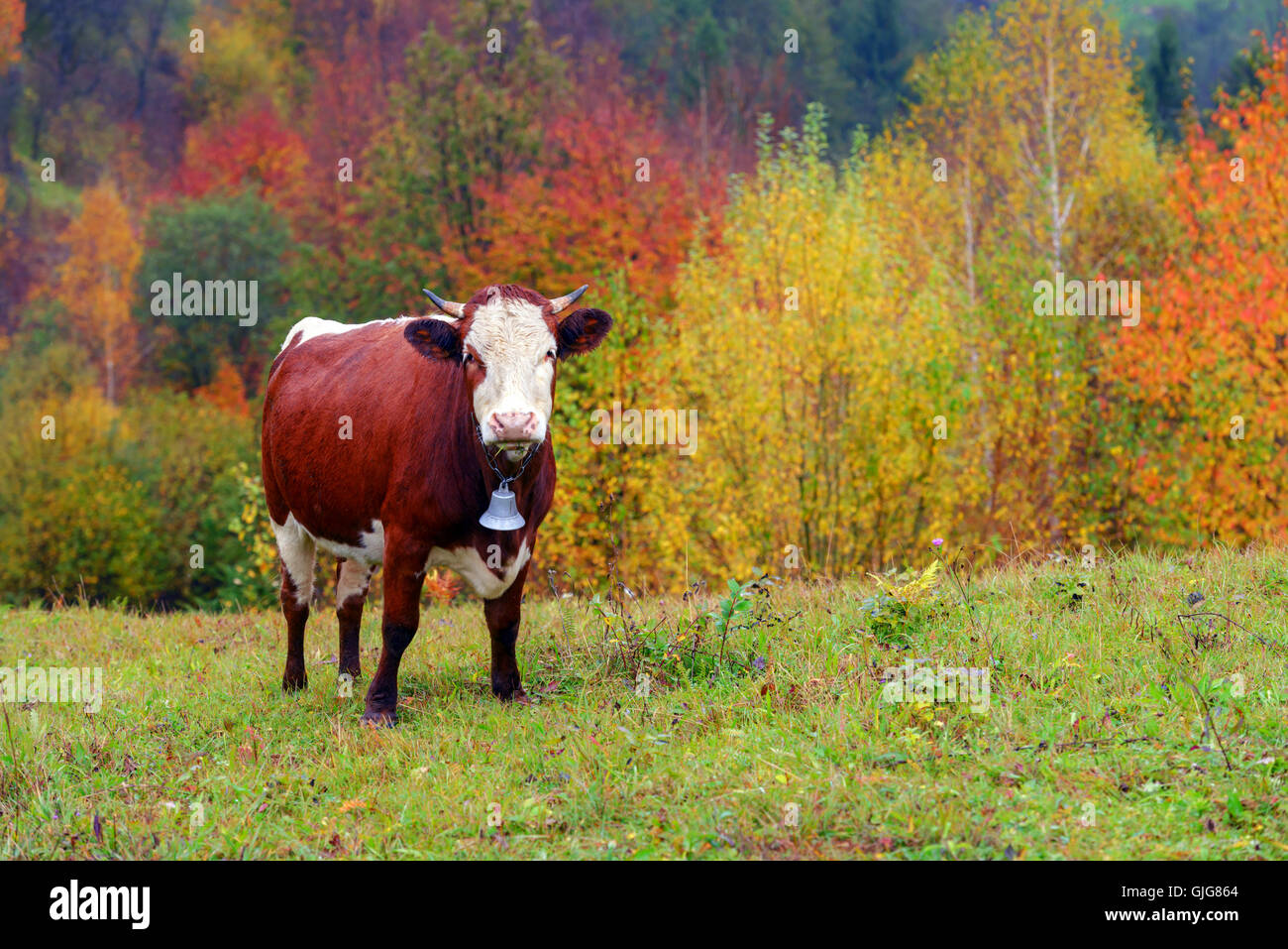 Mucca in autunno di pascoli in montagna Foto Stock