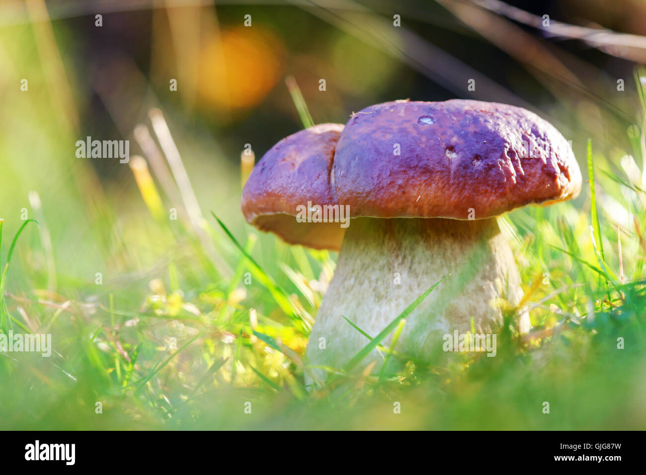 I funghi nel bosco vicino fino Foto Stock