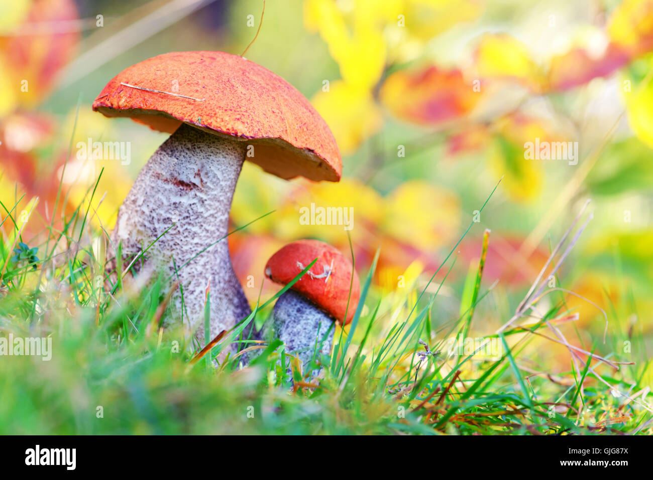 I funghi nel bosco vicino fino Foto Stock