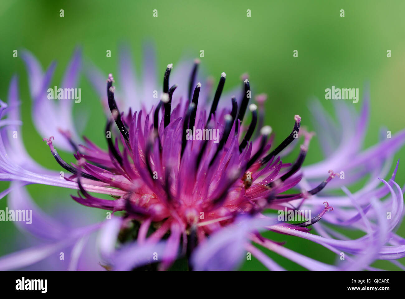 Centaurea Foto Stock