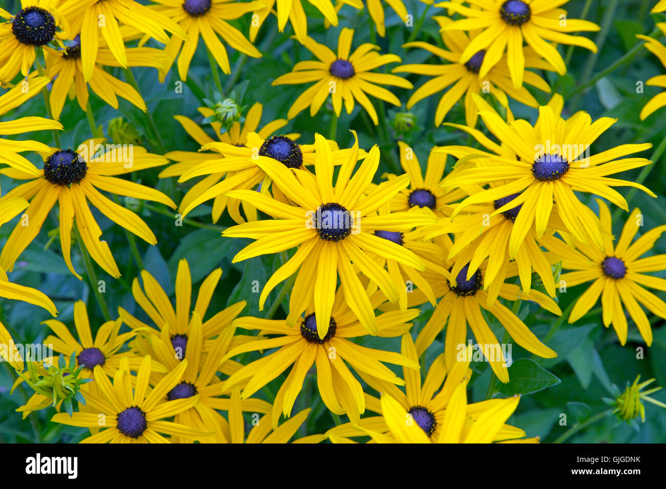 Oro Rudbeckia sturm crescente nel bordo del giardino Foto Stock