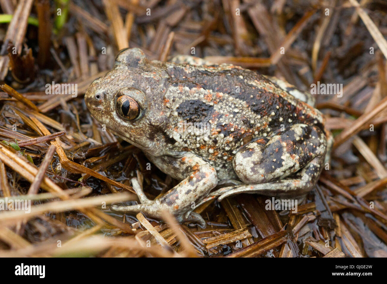 Common spadefoot toad ( Pelobates fuscus ) close-up Foto Stock