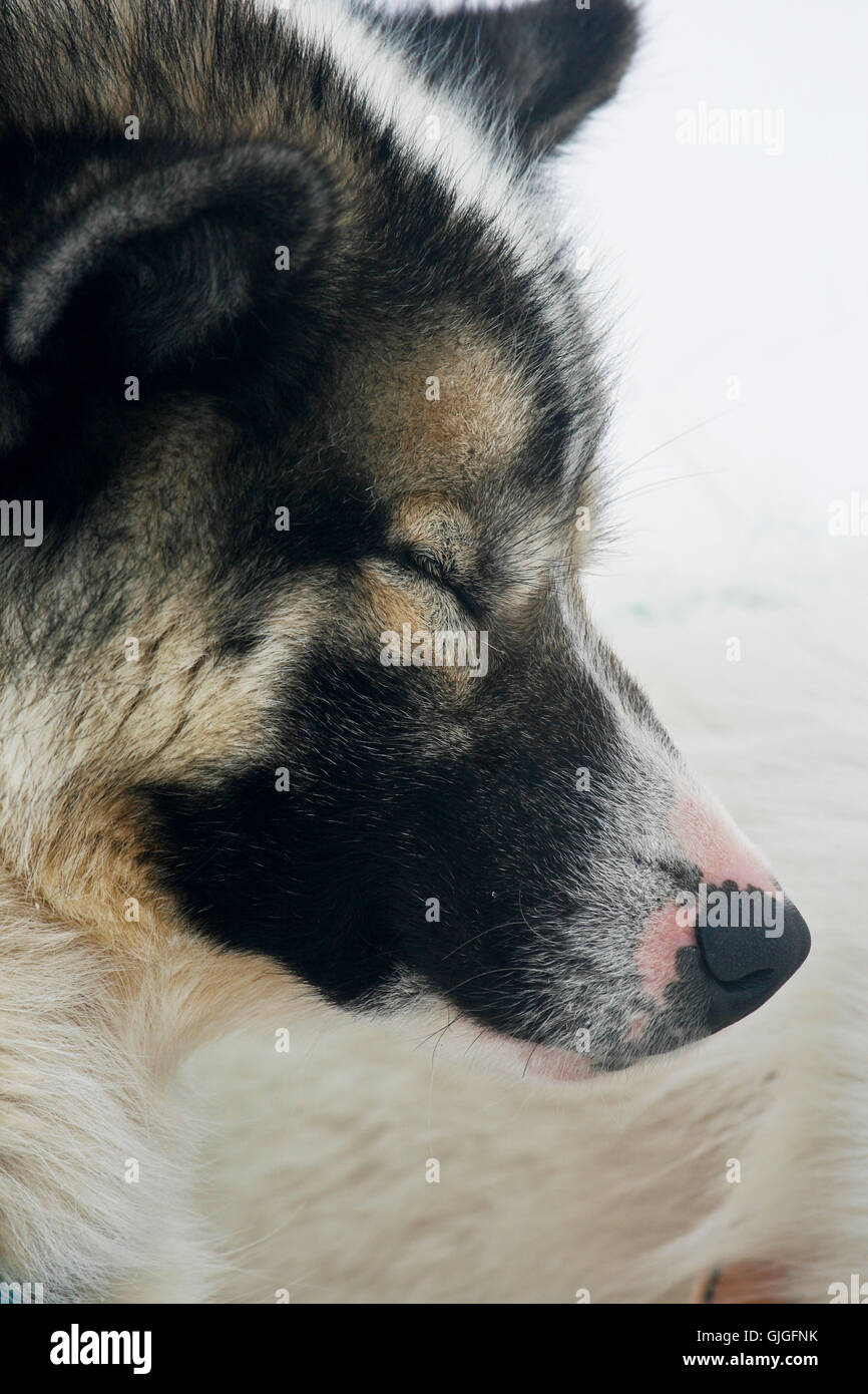 Sled Dog. La Groenlandia Foto Stock