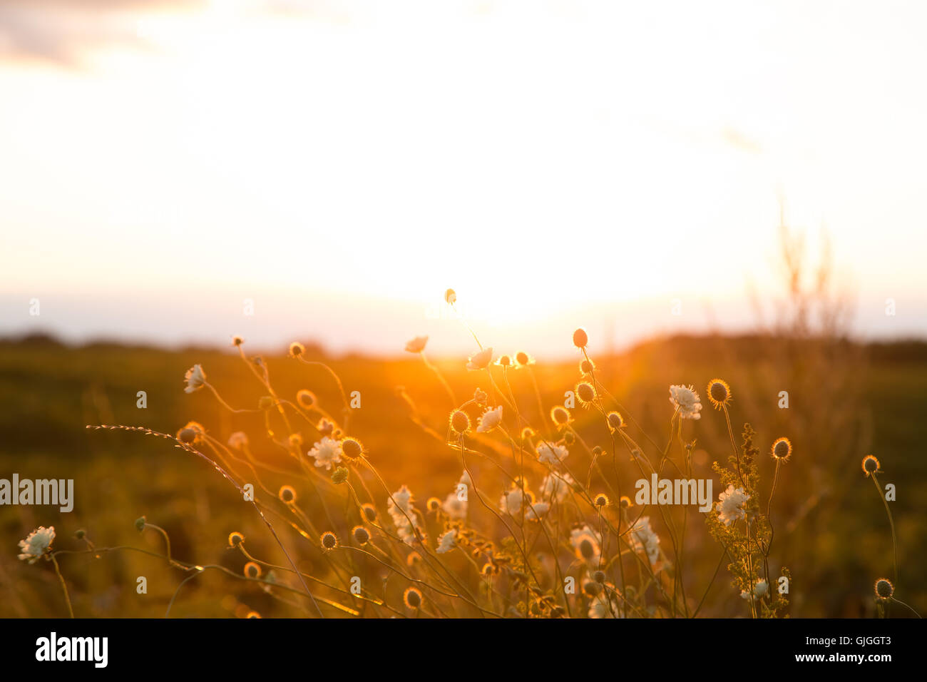 Bellissimo paesaggio rurale con sunrise su un prato. soft focus. l idea del background di giorno della madre, 8 marzo e del mondo Foto Stock