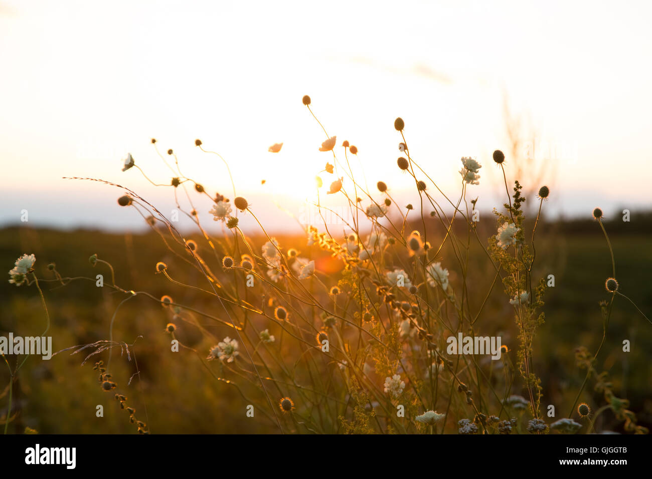 Bellissimo paesaggio rurale con sunrise su un prato. soft focus. l idea del background di giorno della madre, 8 marzo e del mondo Foto Stock