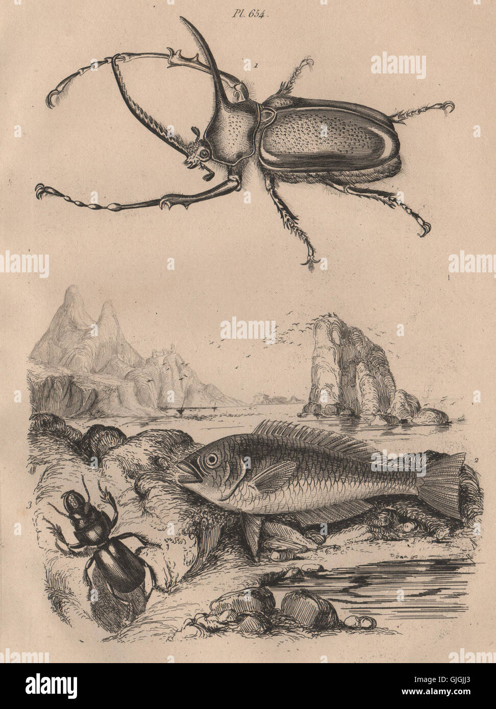 Scarabeo. Scaridae (pesci pappagallo). Eurytus Scarites, antica stampa 1834 Foto Stock