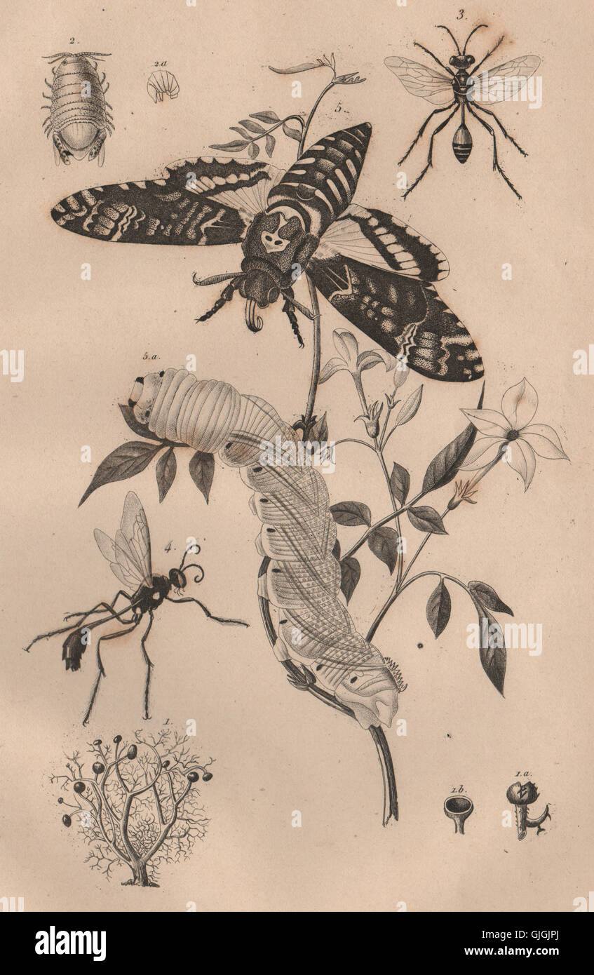 Sphérome. Sphex (digger wasp). Sphingidae (hawk/sphinx moth). Caterpillar, 1834 Foto Stock