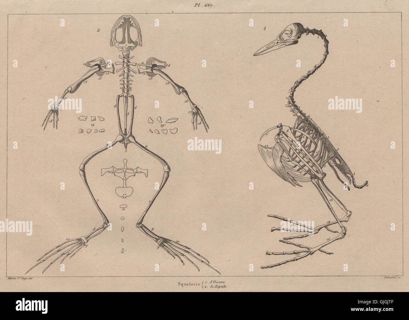 Anatomia: Squelette Oiseau & rettile. Bird & scheletri di rettili, antica stampa 1834 Foto Stock