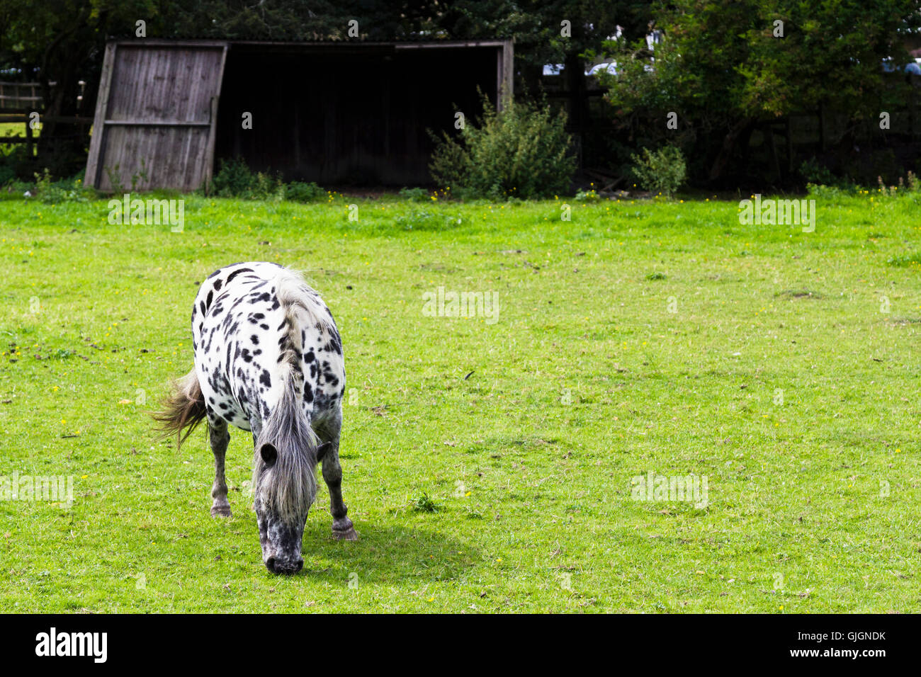 In bianco e nero con leopard pony maculato pascolo, Grimsbury comunità farm, South Gloucestershire, Regno Unito Foto Stock