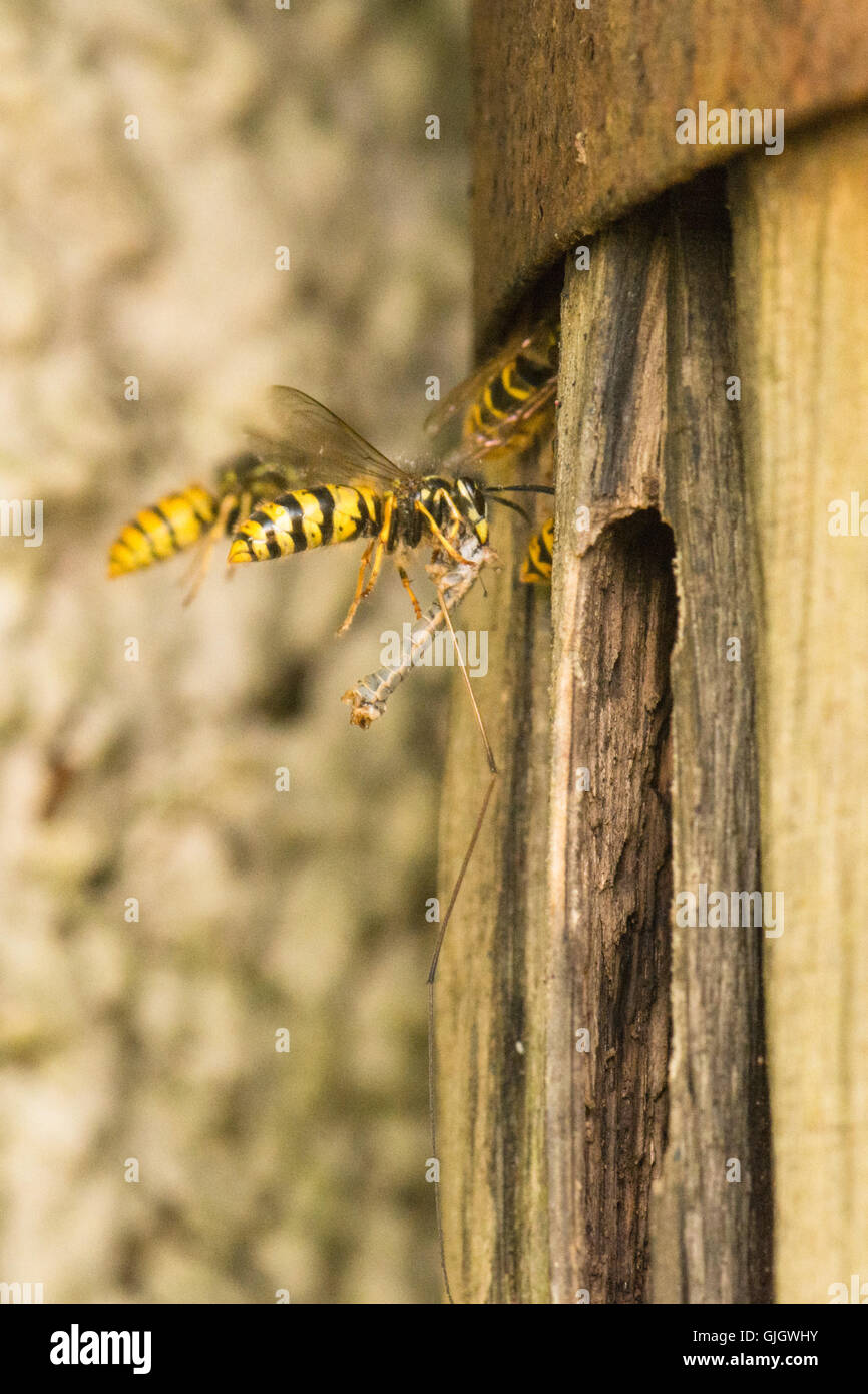 Stirlingshire, Scotland, Regno Unito. 16 Ago, 2016. Regno Unito meteo: una calda giornata estiva in Scozia offre le condizioni perfette per vespe a raccogliere con corpo morbido invertebrati di alimentazione per lo sviluppo di larve in il loro nido - in questo caso ciò che appare come una gru volare a un nido all'interno di un vecchio barile di whisky piantatrice. Vespe non sono in grado di mangiare il cibo che loro catture, ma invece la sua alimentazione per le larve, che in cambio di produrre un liquido zuccherino che viene bevuto dai lavoratori. Credito: Kay Roxby/Alamy Live News Foto Stock