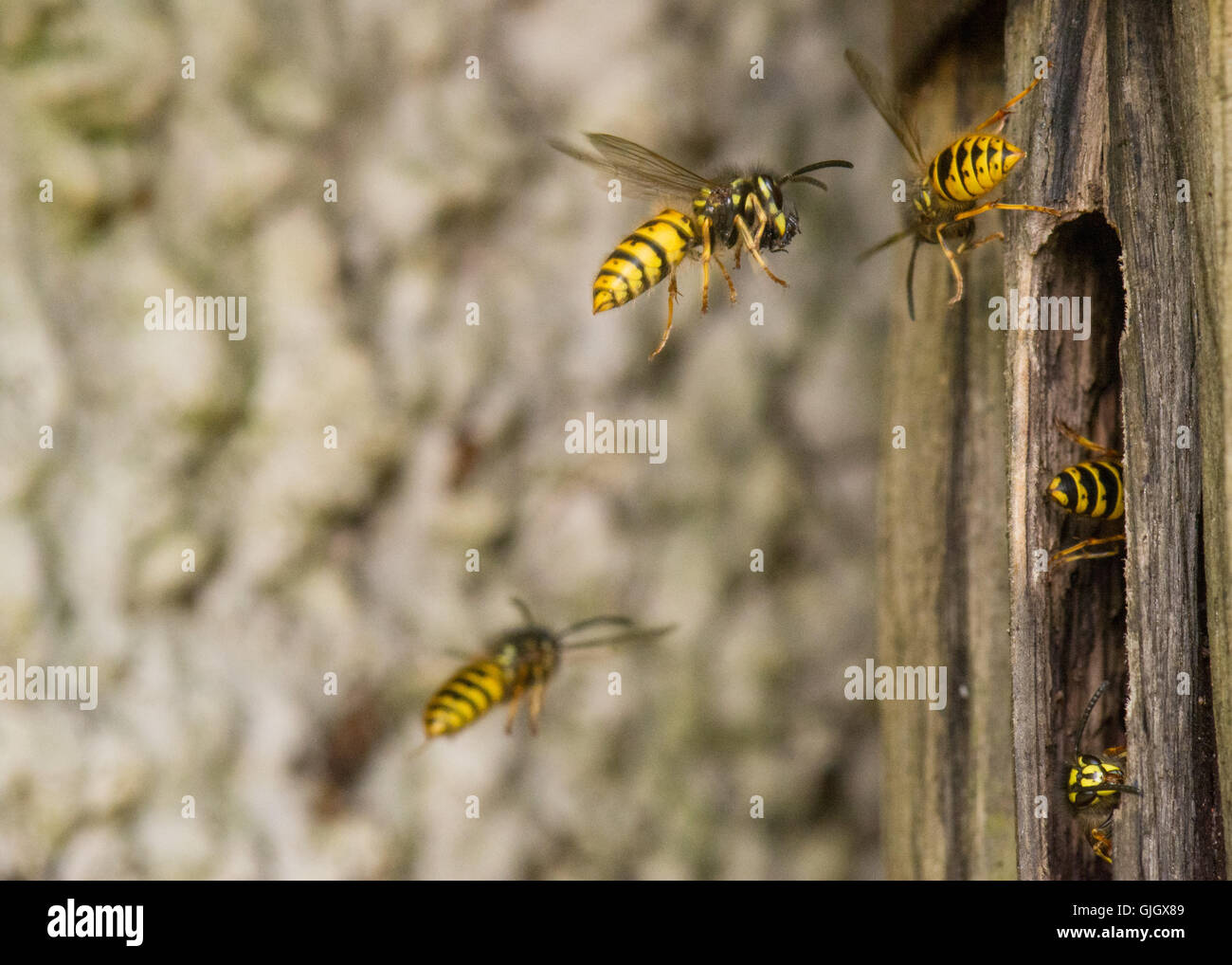 Stirlingshire, Scotland, Regno Unito. Il 16 agosto, 2016. Regno Unito meteo: una calda giornata estiva in Scozia offre le condizioni perfette per vespe a raccogliere con corpo morbido invertebrati di alimentazione per lo sviluppo di larve in il loro nido - in questo caso ciò che appare come un ragno a un nido all'interno di un vecchio barile di whisky piantatrice. Vespe non sono in grado di mangiare il cibo che loro catture, ma invece la sua alimentazione per le larve, che in cambio di produrre un liquido zuccherino che viene bevuto dai lavoratori. Credito: Kay Roxby/Alamy Live News Foto Stock