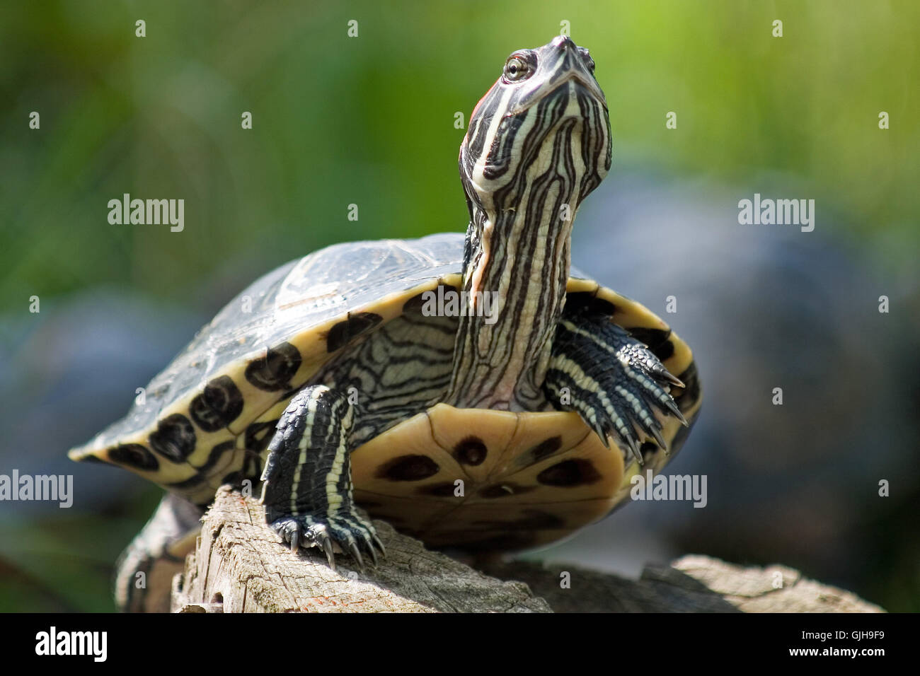 Opzionale ritratto di rettili Foto Stock