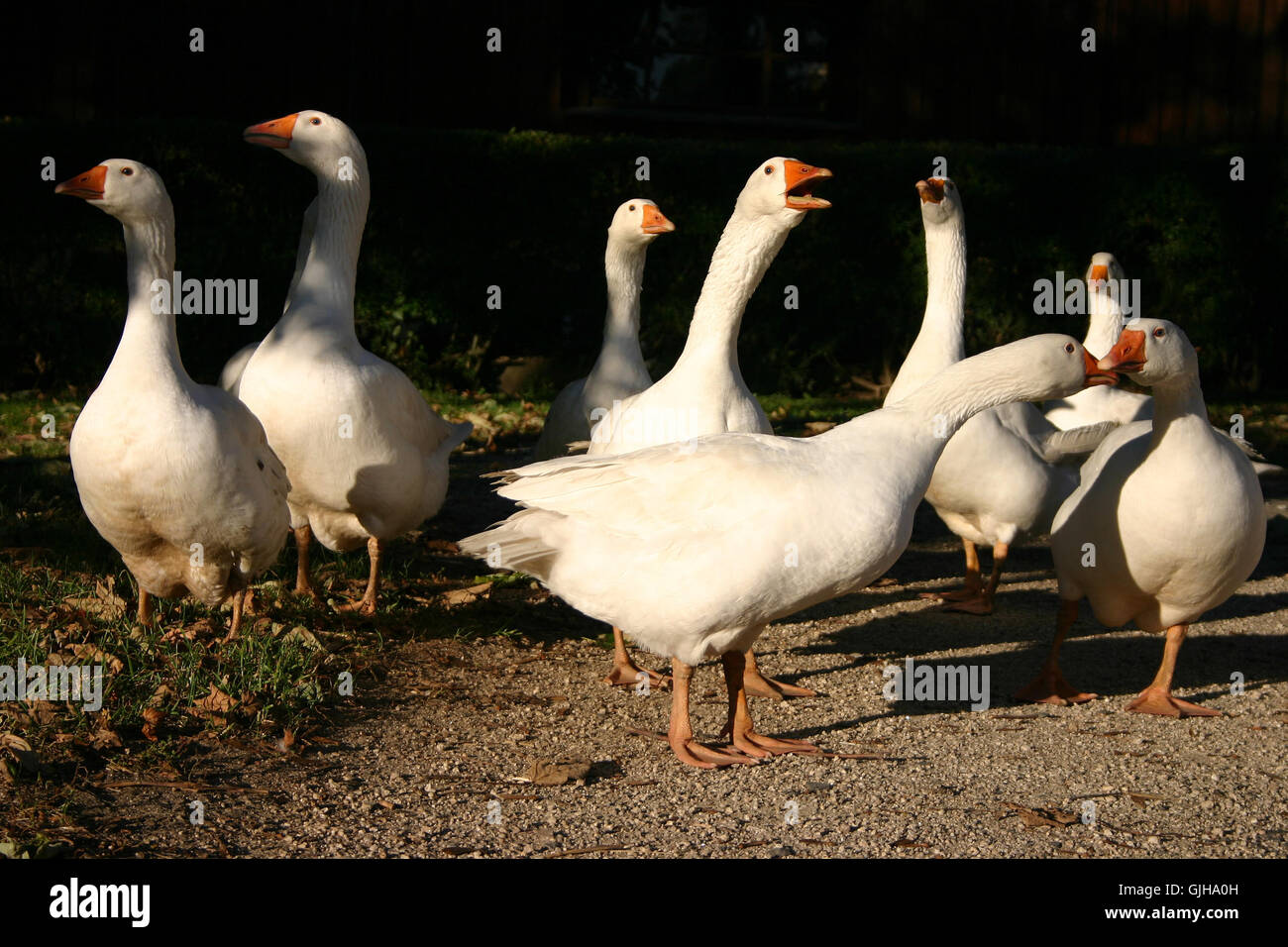 Gli anziani del villaggio Foto Stock