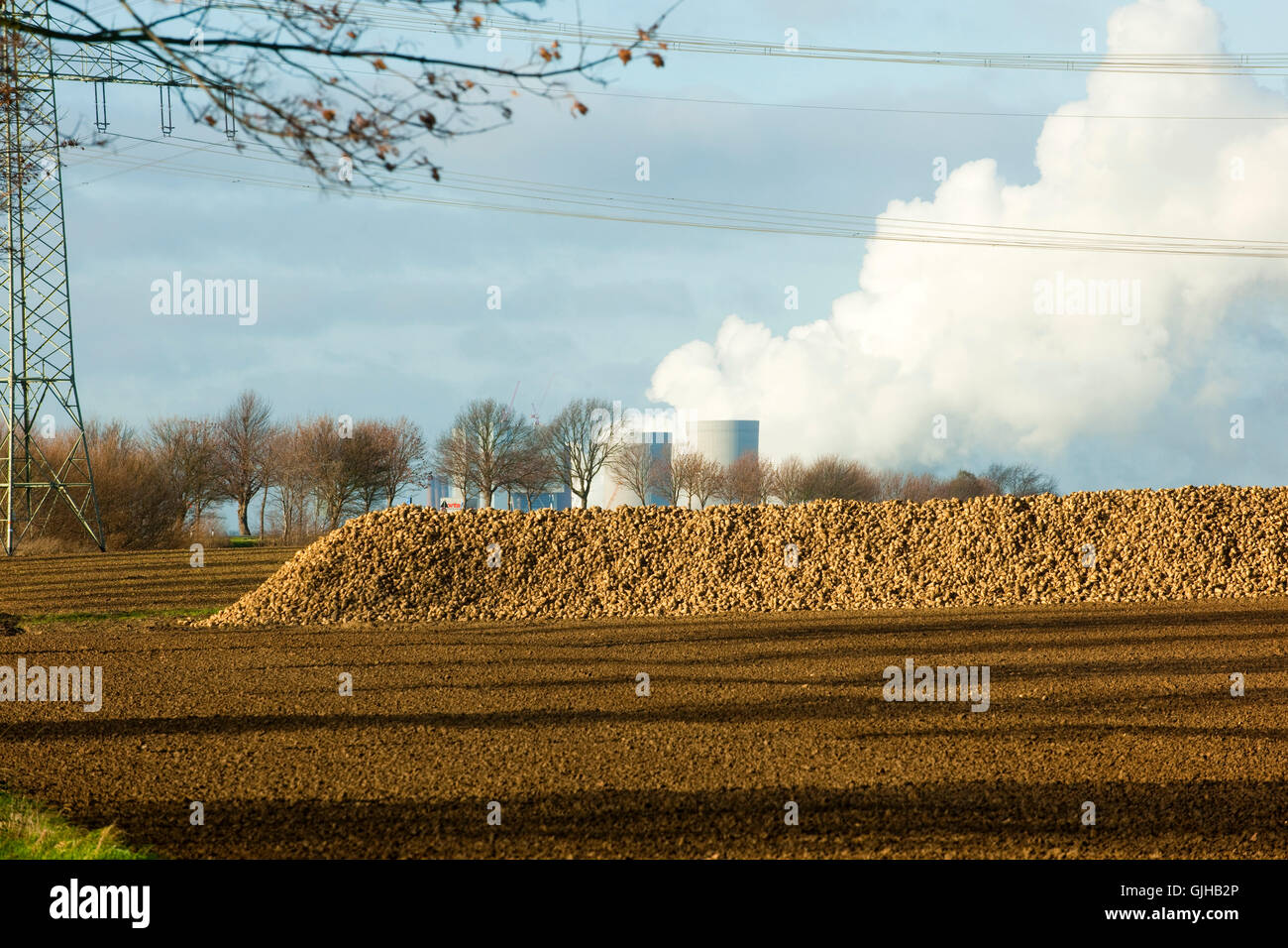 BRD, Deutschland, NRW, Rhein-Kreis Neuss, Grevenbroich, Neurath, Zuckerrüben auf Feld, dahinter das RWE-Kraftwerk Neurath Foto Stock