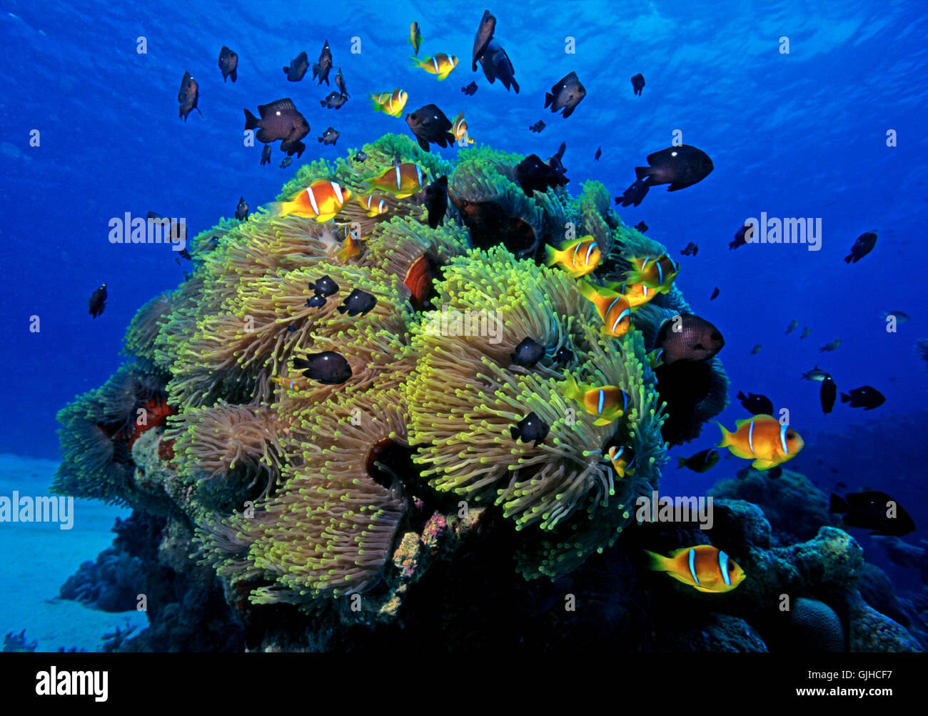 Clownfish con anemoni di mare Foto Stock