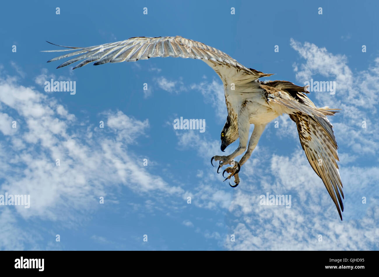 Basso angolo di vista Osprey bird (Pandion haliaetus) battenti metà aria, Australia Foto Stock