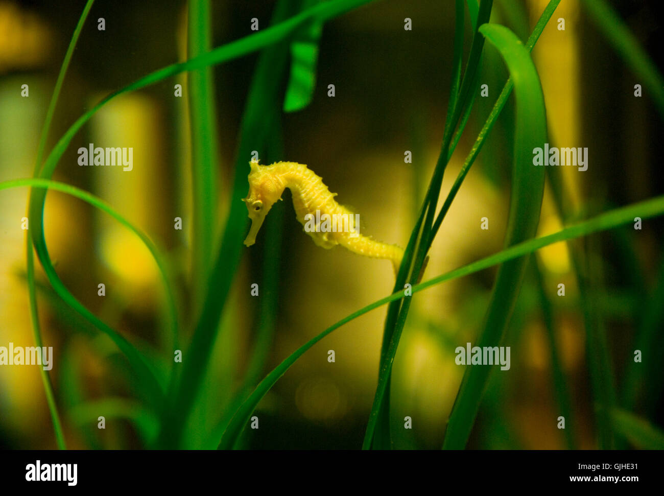 Cavalluccio marino Foto Stock