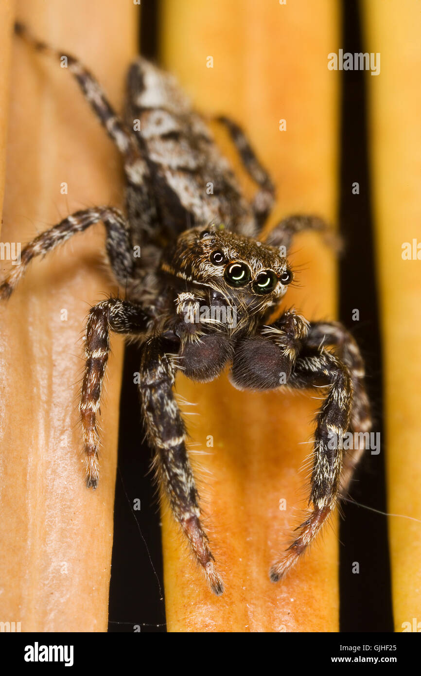 occhi di gambe pelosi Foto Stock