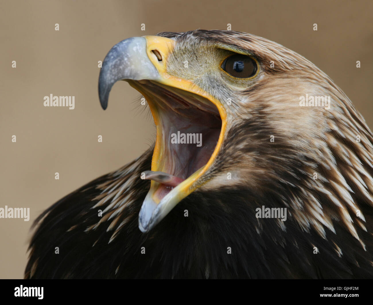 Linguetta di uccelli Uccelli Foto Stock