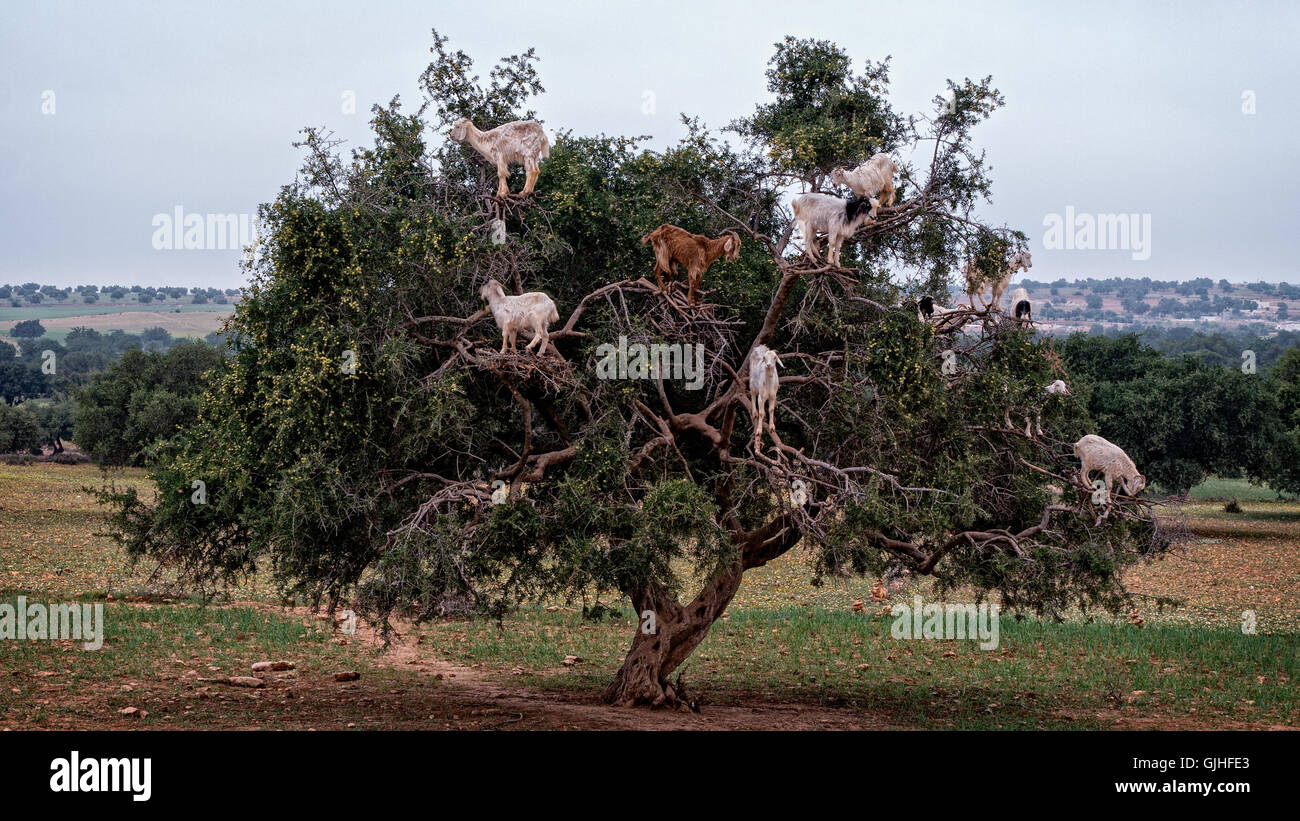 Capre nella struttura ad albero di argan, Essaouira, Marocco Foto Stock