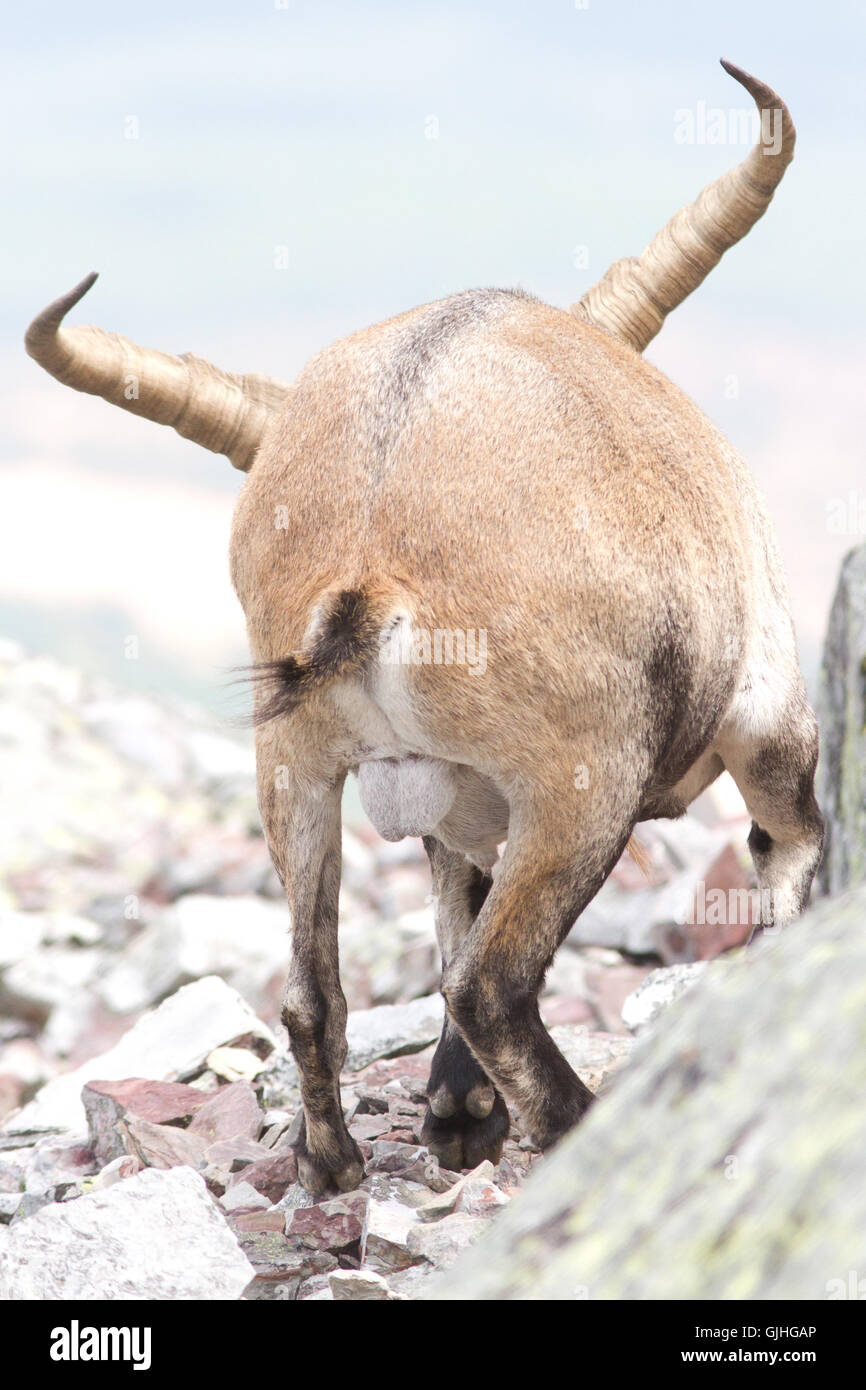 Lo spagnolo ibex ( Capra pyrenaica ), maschio dal retro, da Peña de Francia Foto Stock