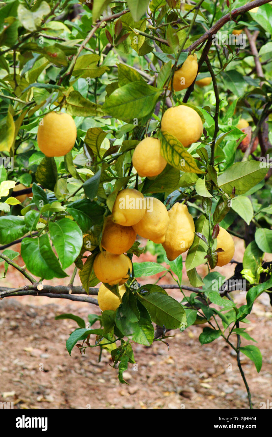 albero di limone Foto Stock