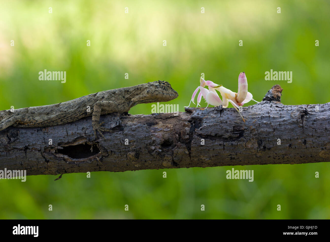 Mantis e lizard seduta sul ramo, Indonesia Foto Stock
