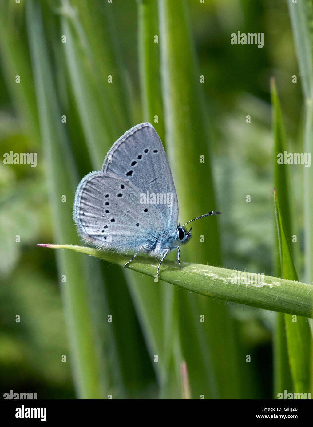 Piccolo Blue Butterfly appollaiato sull'erba. Howell Hill riserva naturale, Ewell, Surrey, Inghilterra. Foto Stock