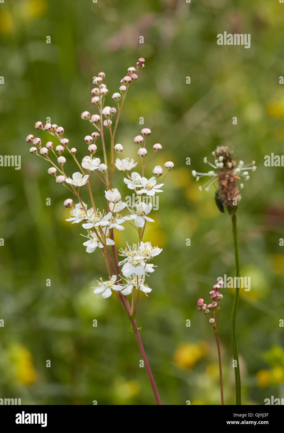 Dropwort fiori e Ribwort Piantaggine. Hurst Prati, West Molesey Surrey, Inghilterra. Foto Stock
