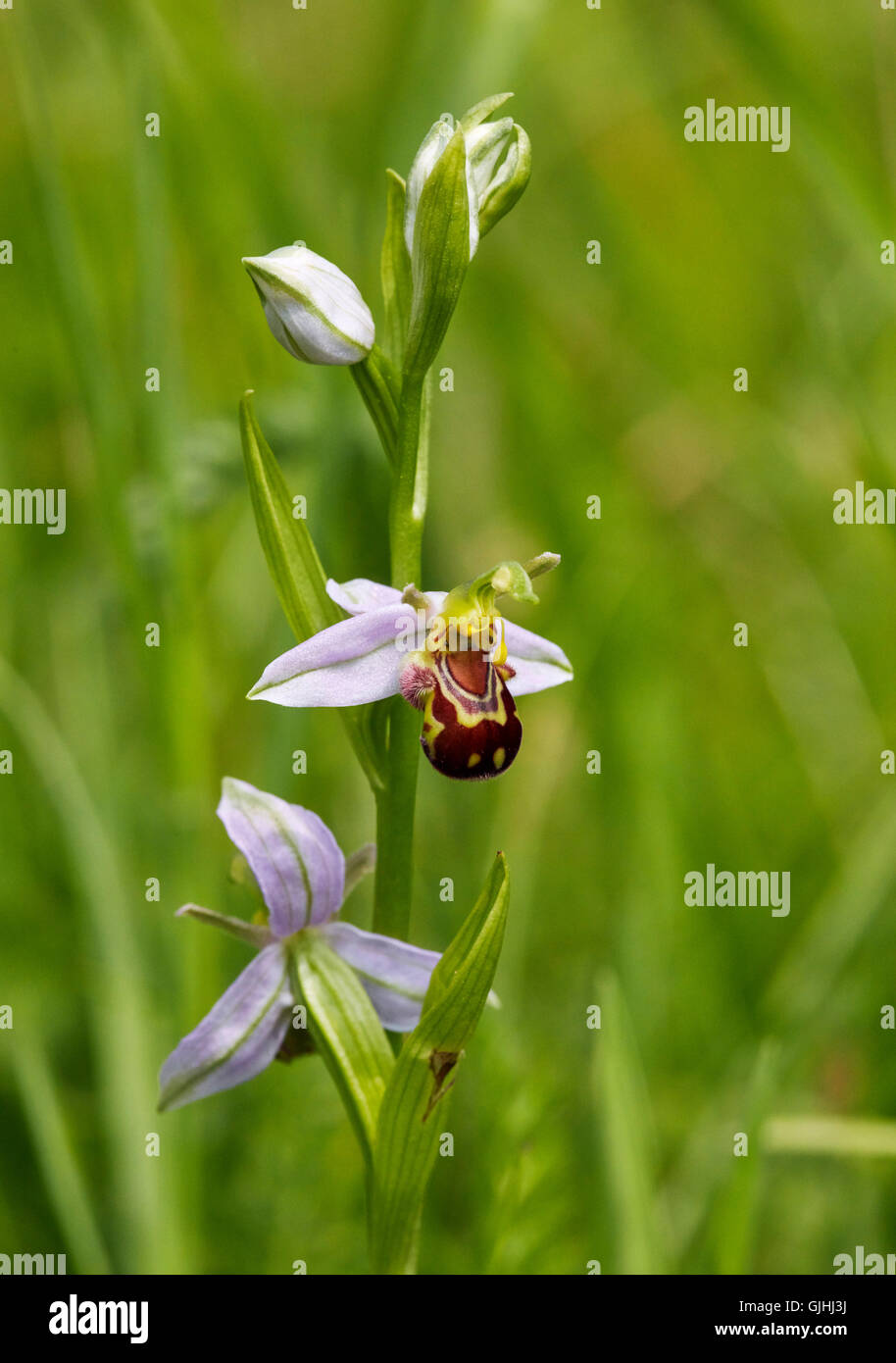 Bee fiori di orchidea. Hurst Prati, West Molesey Surrey, Inghilterra. Foto Stock