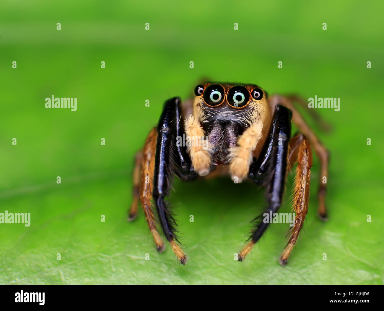 Jumping spider sulla foglia verde, Malaysia Foto Stock
