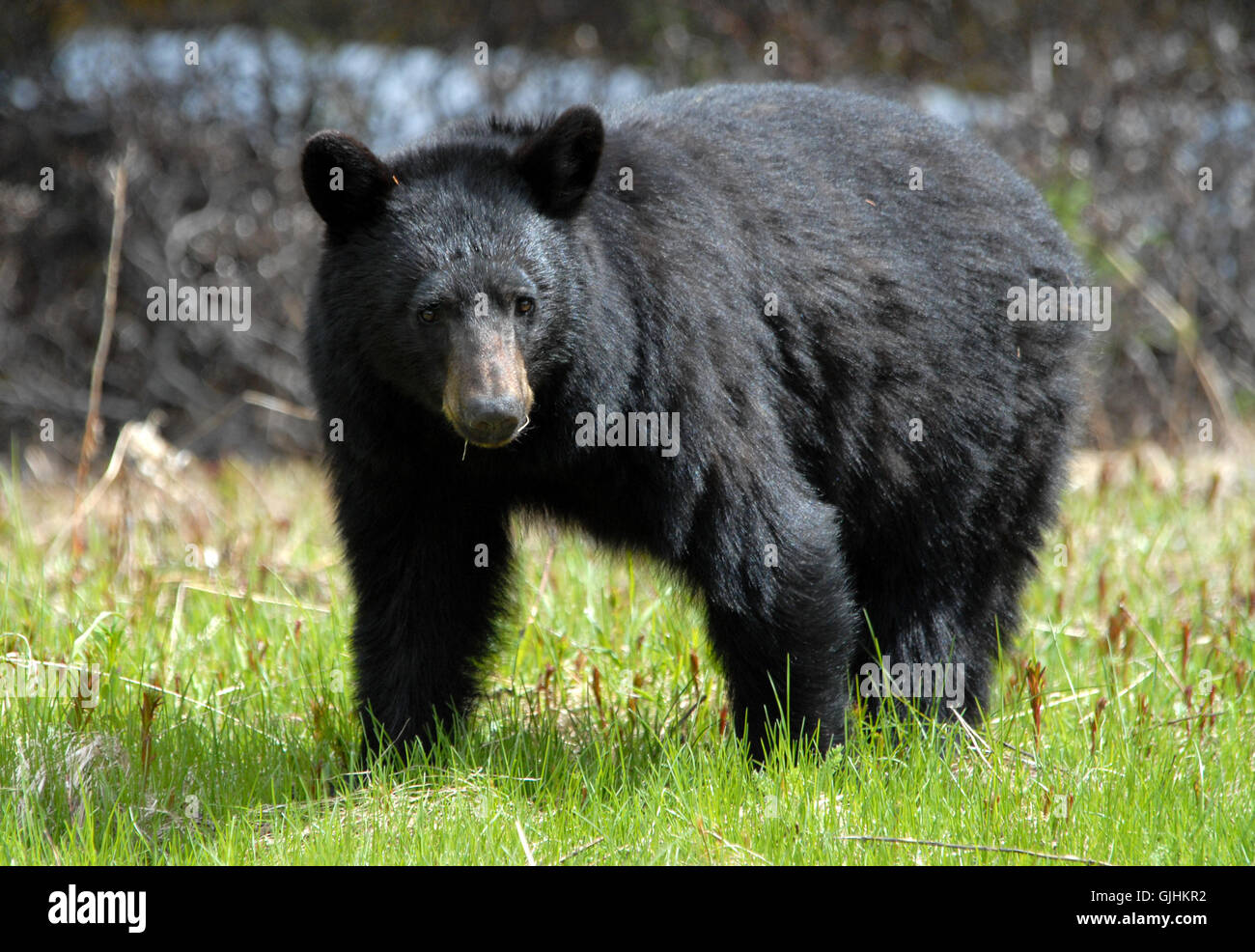 Animale mammifero bear Foto Stock