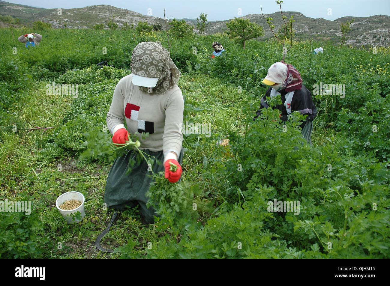 Prodotti agricoli stagionali i lavoratori lavorano in azienda di Adana. Foto Stock