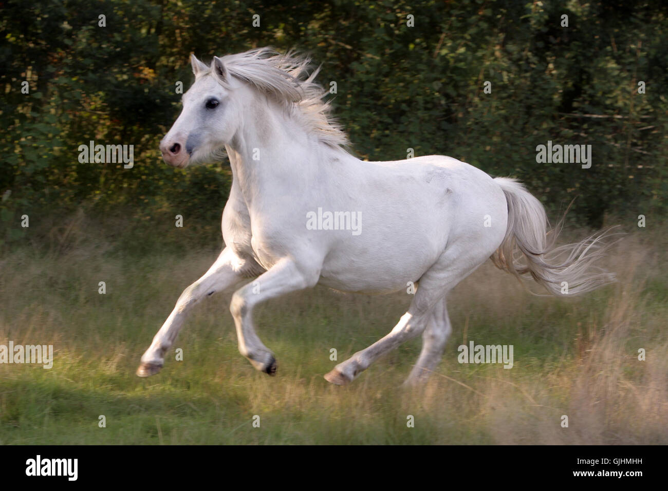 Cavallo al galoppo Foto Stock