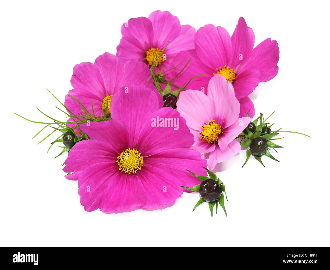 Piante e fiori sbocciano Foto Stock