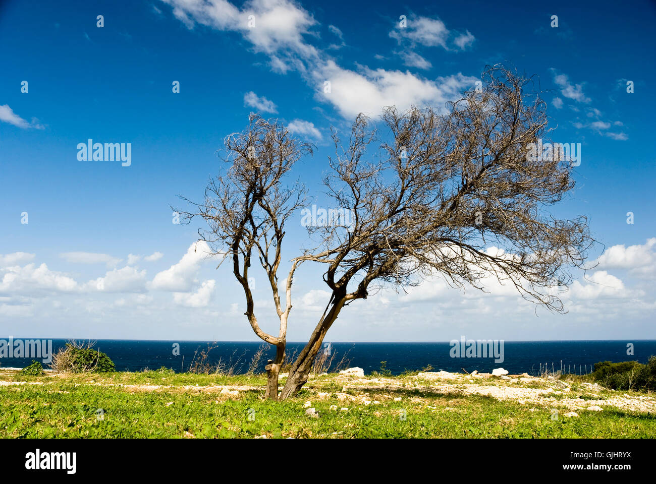 Blue Tree di viaggio Foto Stock