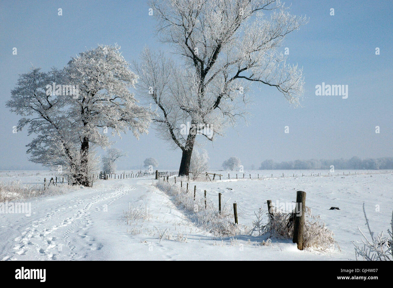 Inverno il paesaggio tree Foto Stock