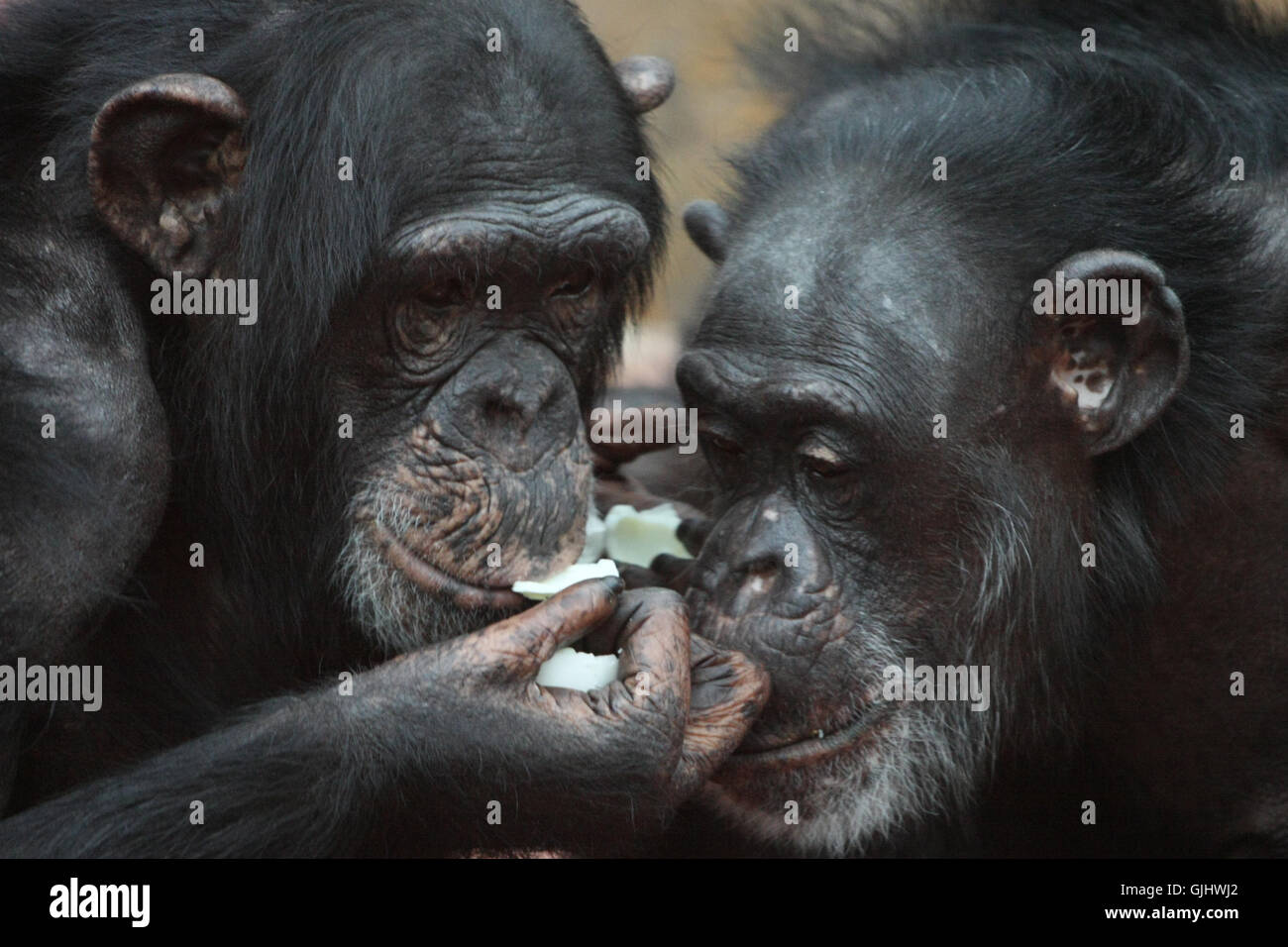 Foraggi animali scimmie Foto Stock