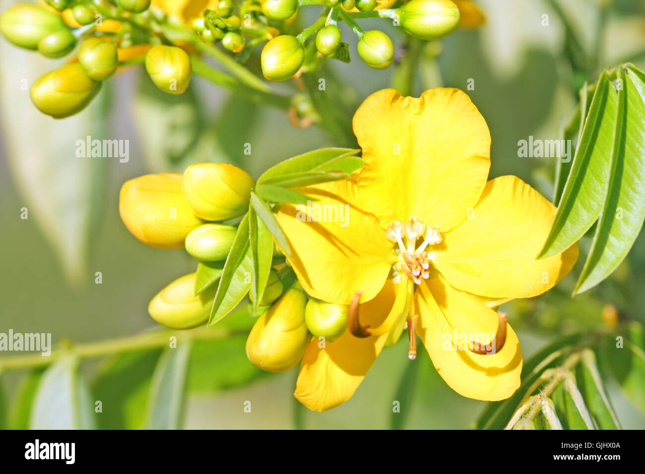Fiore di senna immagini e fotografie stock ad alta risoluzione - Alamy