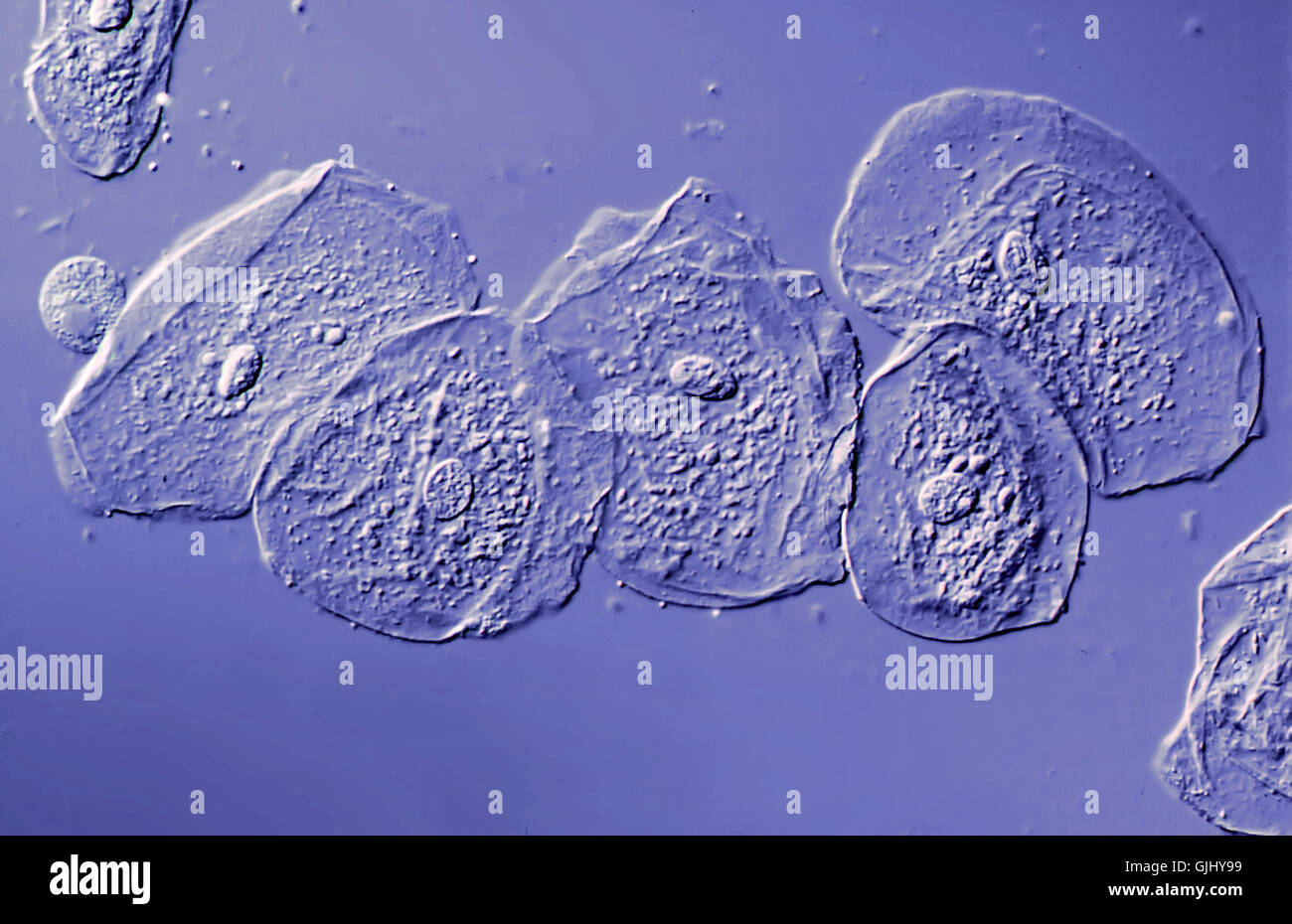 Prestazione medicalmente medical Foto Stock