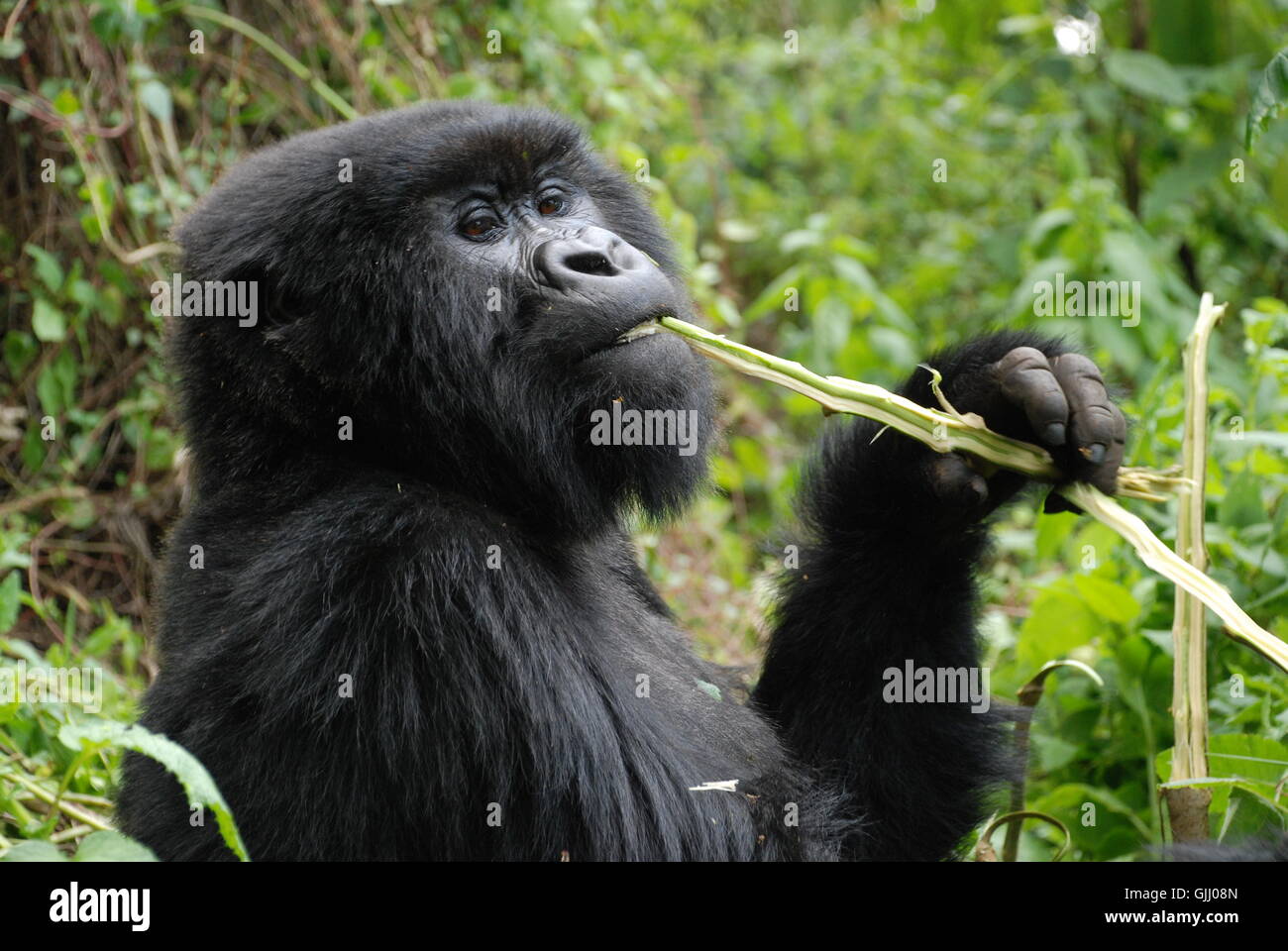 Africa gorilla scimmie Foto Stock