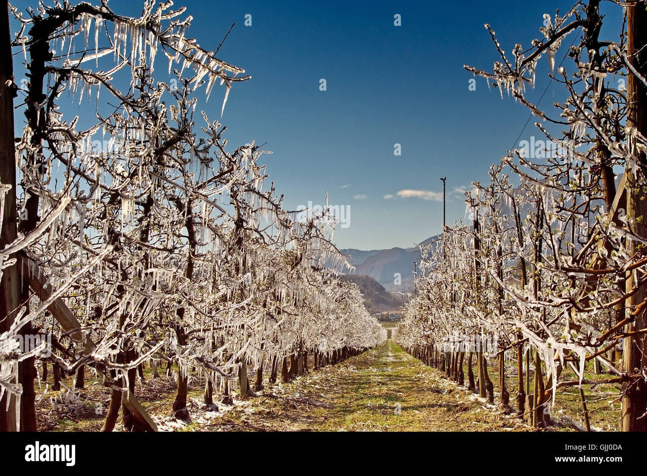 Irrigazione di brina Foto Stock